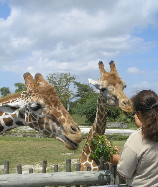 Case_Study_DublinZoo_535x633